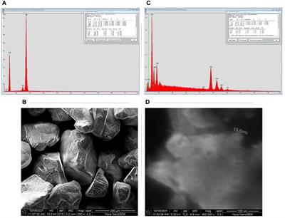 Divergent effects of cerium oxide nanoparticles alone and in combination with cadmium on nutrient acquisition and the growth of maize (Zea mays)